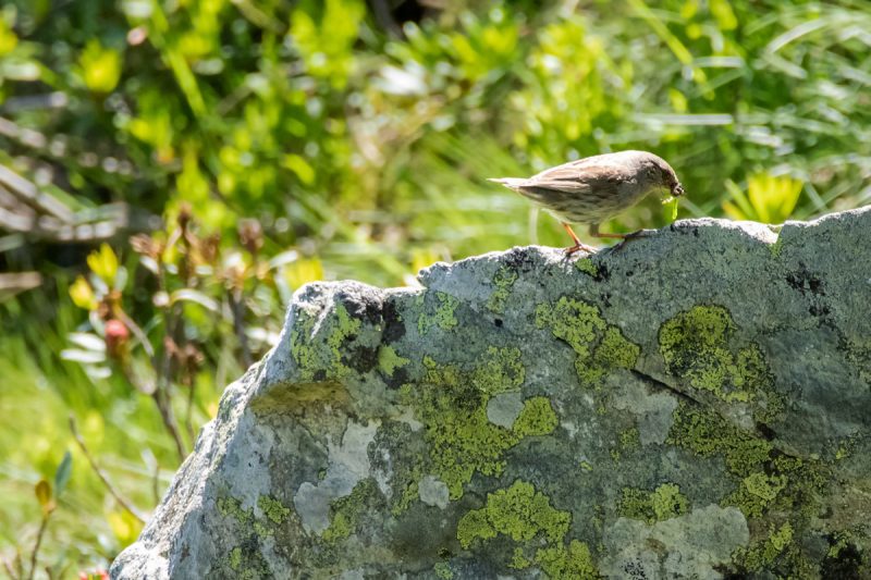 Accenteur mouchet avec un insecte